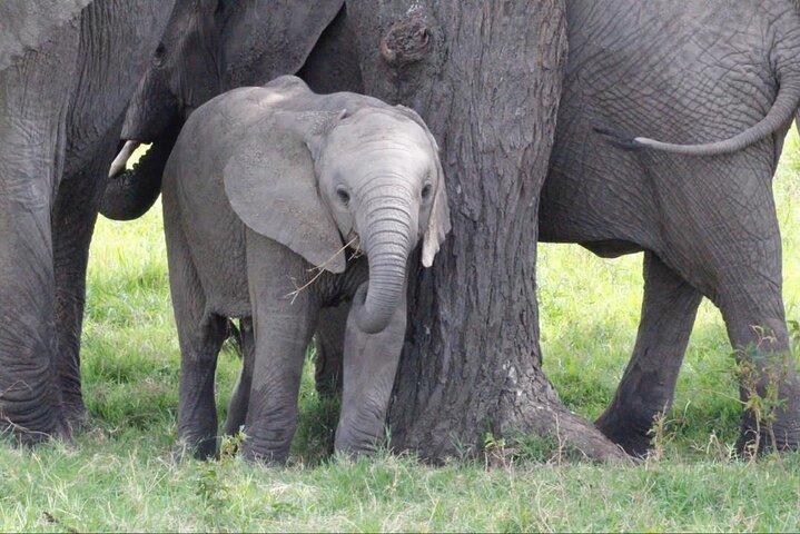 11-Day Serengeti's Migration Majesty