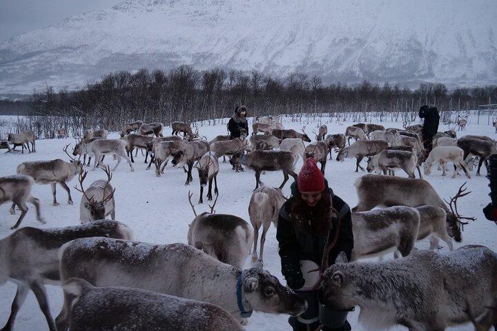 Reindeer Sledding & Feeding with Sàmi Culture Afternoon Departure