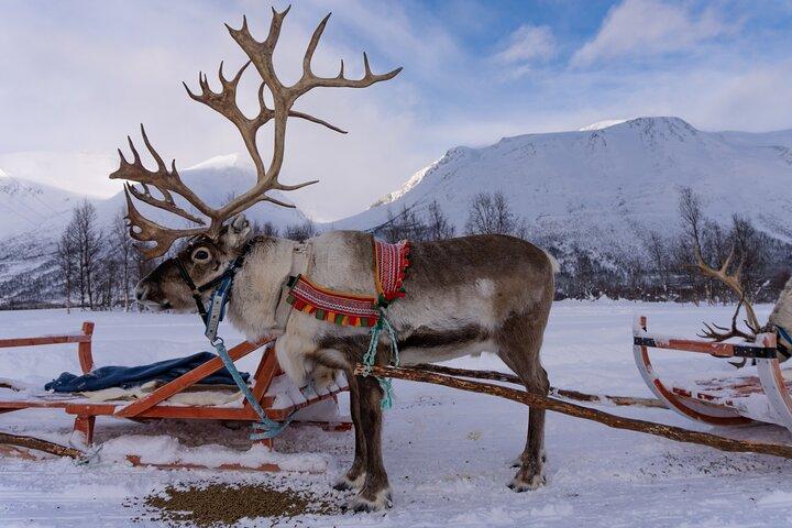 Reindeer Sledding & Feeding with Sàmi Culture Afternoon Departure
