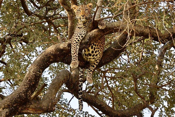 3 Days Tanzania Budget Group Joining Safari Tour