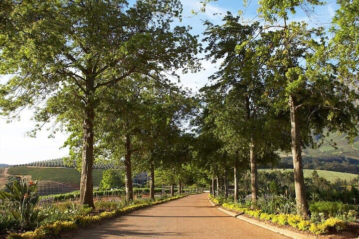 Wine Tasting Private Tour in Cape Winelands