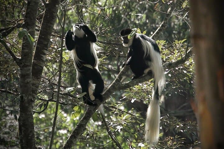 Day Tour to Karura Forest Nature Trail
