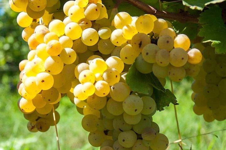 Guided Wine Tasting Experience in a Roman Vineyard