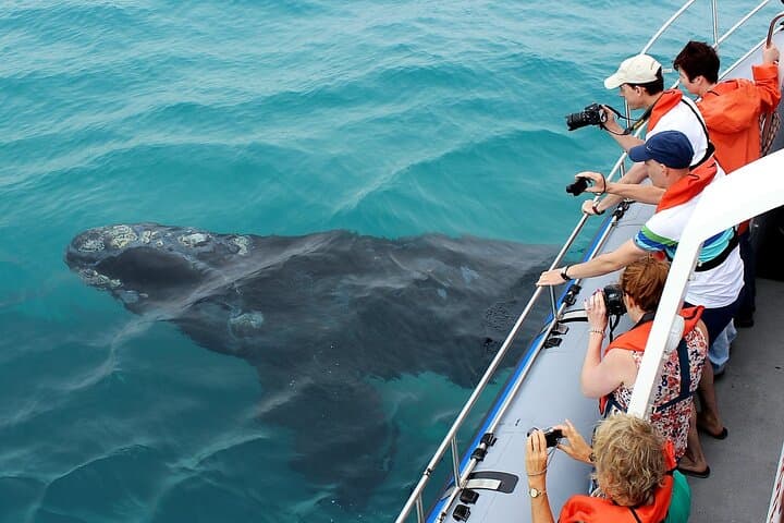 Hermanus Whale Watching and Wine Tasting Private Tour