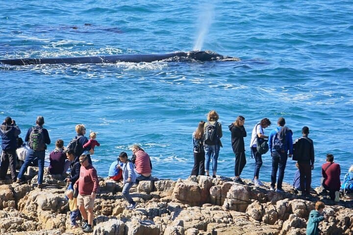 Hermanus Whale Watching and Wine Tasting Private Tour