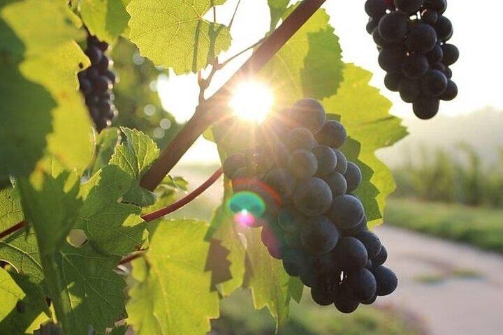 Full Day Korcula and Peljesac Wine Tasting Tour in Dubrovnik