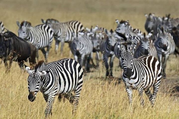 Group Joining Day tour to Amboseli