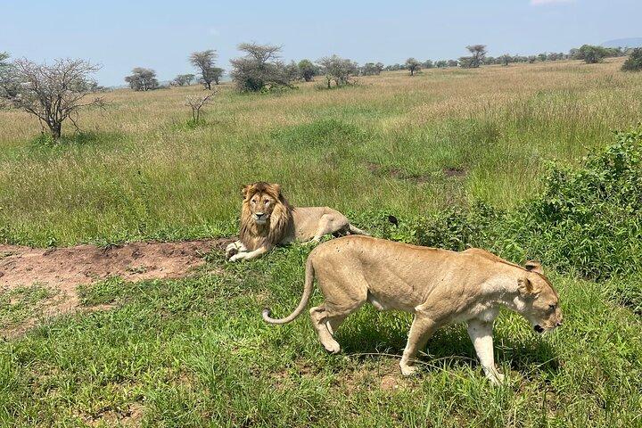 Northern Circuit Safari: 7Days from Arusha - Tanzania’s Top Parks