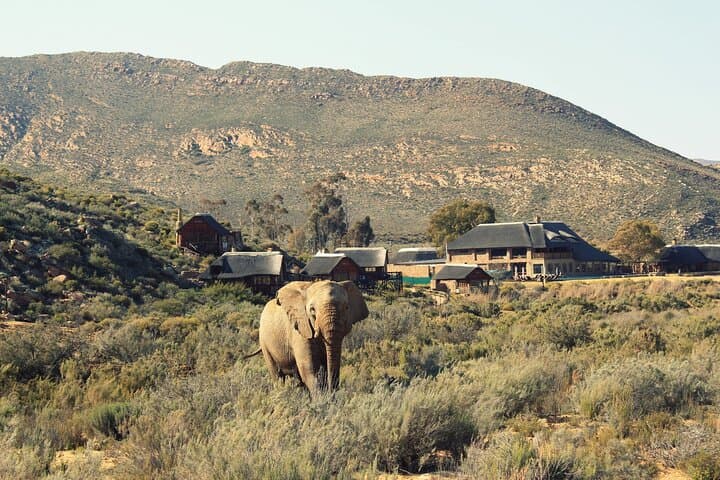 Private Safari Aquila Tour