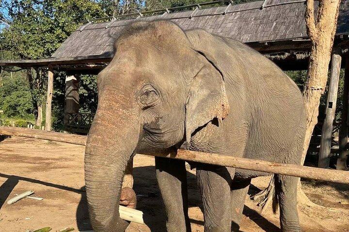 Laos Elephant Sanctuary keeper+ Kuangsi waterfall +Hmong village