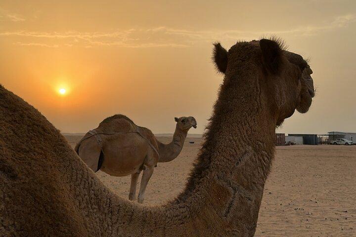 Full Day Private Kuwait City and Desert Tour with a Local Guide