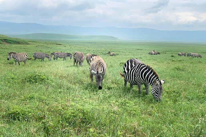 The Best 2-Days 1-night Tanzania Budget Group Joining Safari Tour