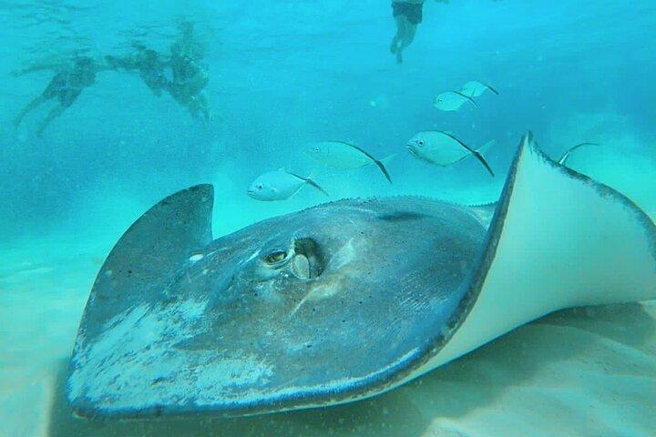 El Cielo Cozumel Snorkel Share Boat + Reefs + Food Drinks + Beach