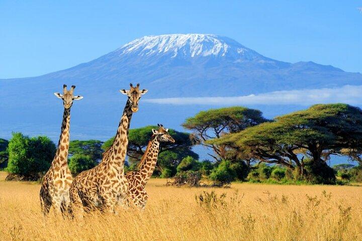 Group Joining Day tour to Amboseli