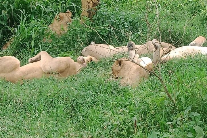 Masai Mara 3 Days Tour