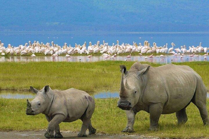 Day Tour to Lake Nakuru with optional boat ride in Lake Naivasha