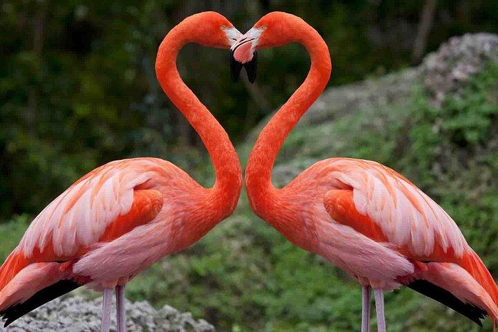 Day Tour to Lake Nakuru with optional boat ride in Lake Naivasha