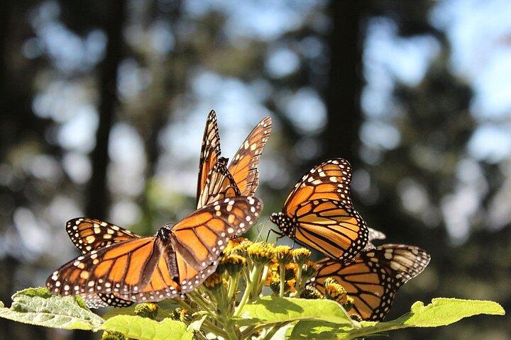 Monarch Butterfly Reserve: Piedra Herrada Magical Valle de Bravo