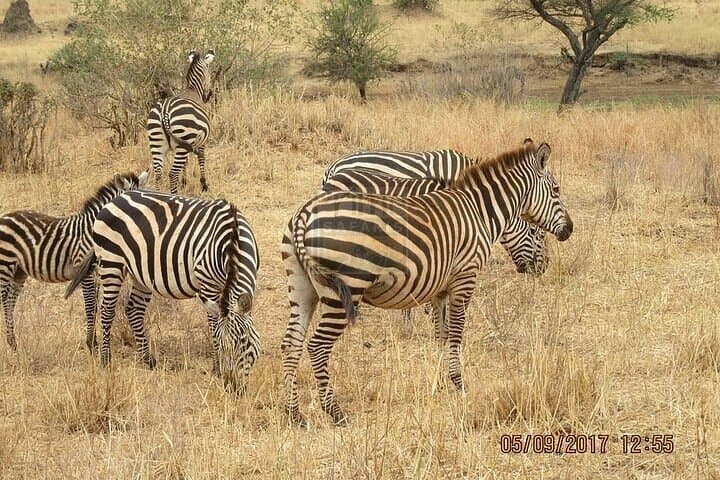 3 Days Group Joining Safari to Amboseli National Park