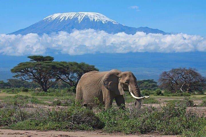 Day Tour to Amboseli National Park and Maasai Village