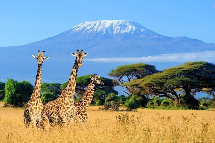 3 Days Group Joining Safari to Amboseli National Park