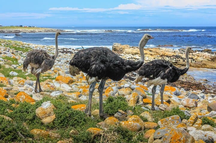 Cape of good hope, Cape Point, & Penguins Tour