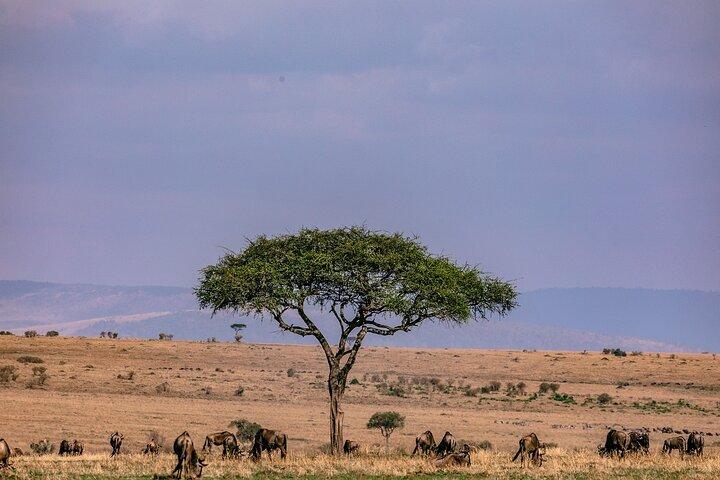 3 DAYS 2 NIGHTS GROUP JOINING MAASAI MARA SAFARI Using a 4x4 Jeep