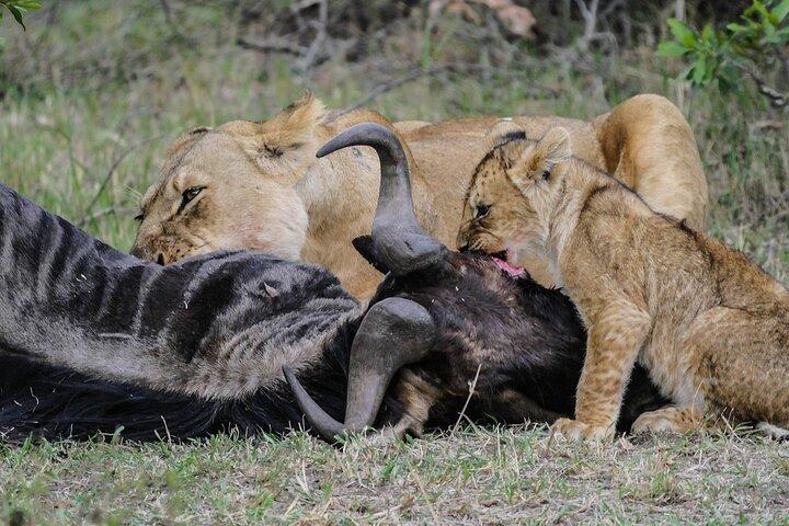 3 DAYS 2 NIGHTS GROUP JOINING MAASAI MARA SAFARI Using a 4x4 Jeep