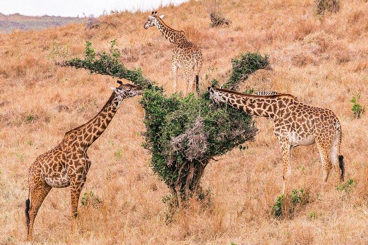 3 DAYS 2 NIGHTS GROUP JOINING MAASAI MARA SAFARI Using a 4x4 Jeep