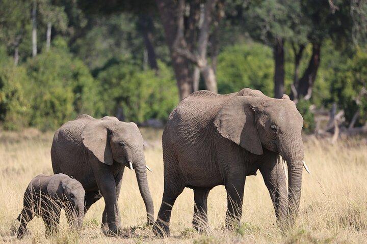 3 DAYS 2 NIGHTS GROUP JOINING MAASAI MARA SAFARI Using a 4x4 Jeep