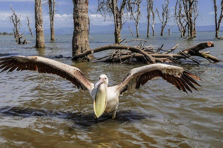 Day Tour To Hells Gate and optional boat ride at Lake Naivasha