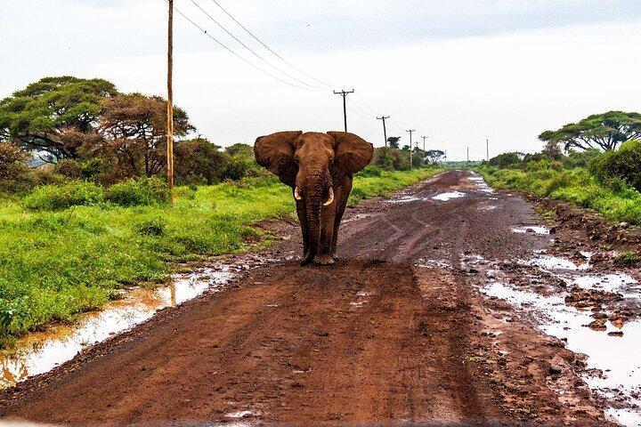 3 Days 2 Nights Safari to Amboseli from Nairobi