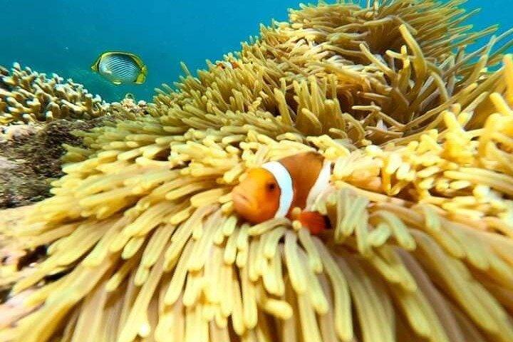 Bali : Snorkeling Trip - Blue Lagoon & Tanjung Jepun with Lunch