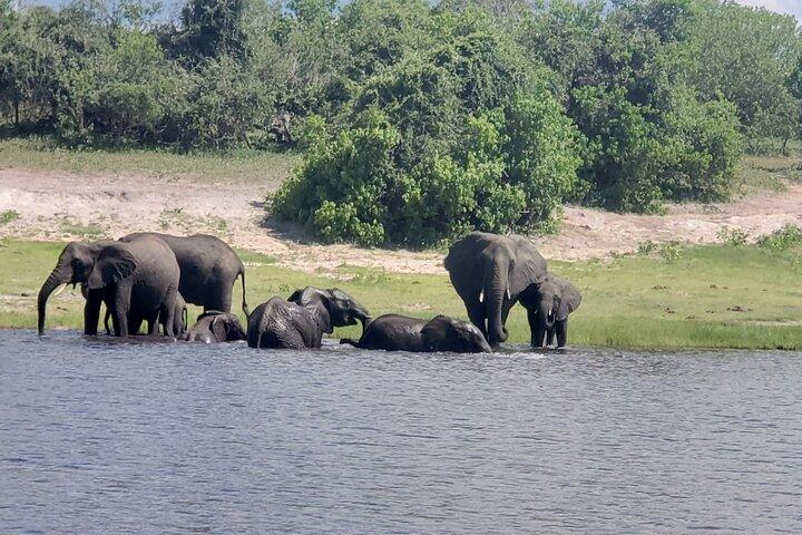 Chobe Safari Full-Day Tour to Botswana
