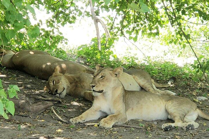 Chobe Safari Full-Day Tour to Botswana