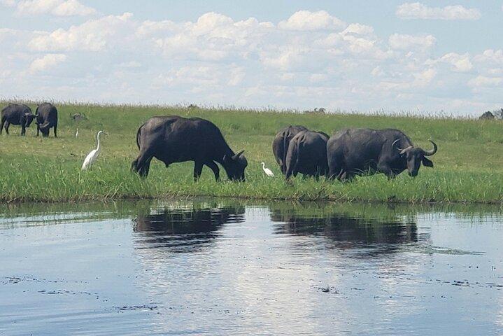Chobe Safari Full-Day Tour to Botswana
