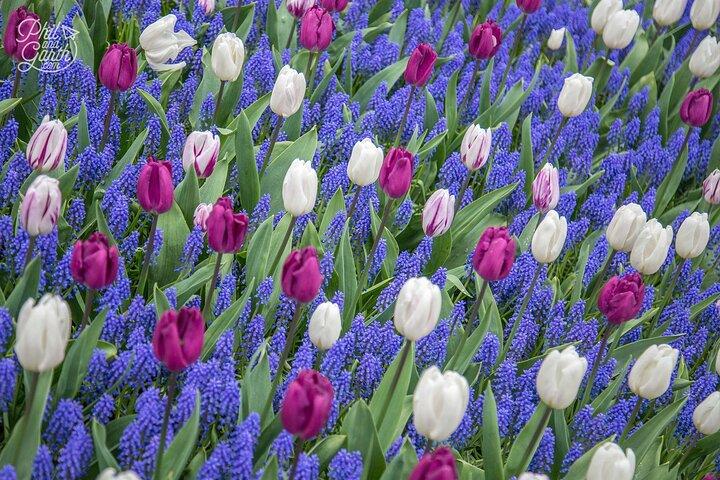 Keukenhof - spring garden from Rotterdam, Delf & The Hague