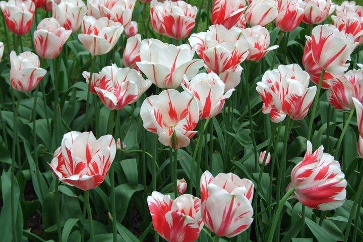 Keukenhof - spring garden from Rotterdam, Delf & The Hague