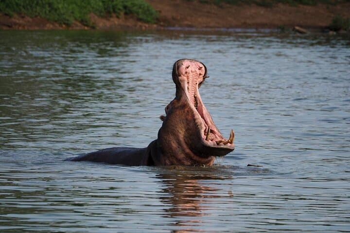 Safari Game Drive in Private Reserve out of Hoedspruit