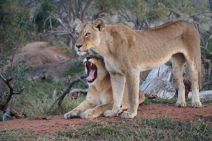 Safari Game Drive in Private Reserve out of Hoedspruit