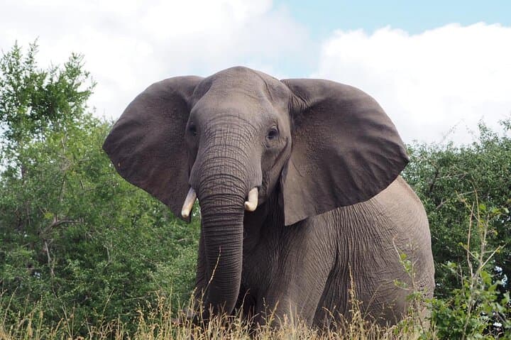 Safari Game Drive in Private Reserve out of Hoedspruit