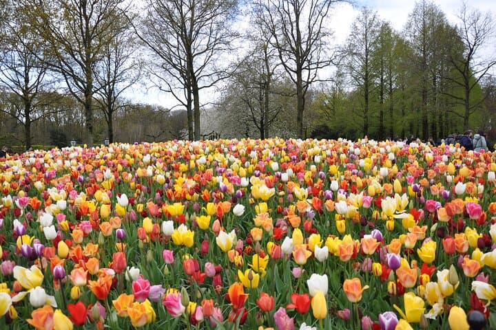 Private Off-the-beaten-path Tulip & Windmill Tour