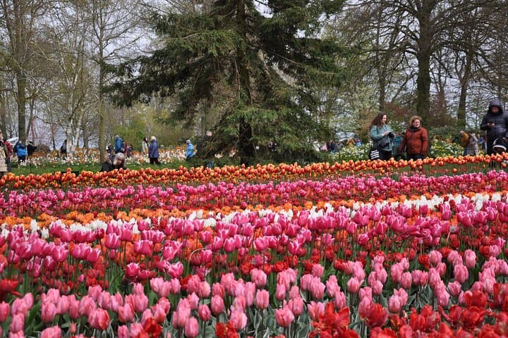 Private Off-the-beaten-path Tulip & Windmill Tour