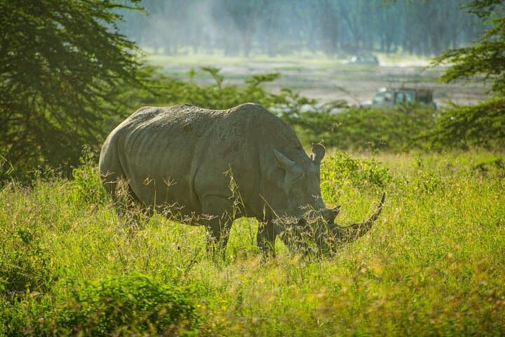 5 Days Kenya safari: Masai mara, lake Nakuru & Lake Naivasha