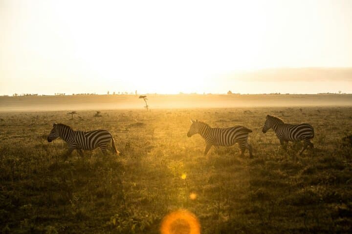 5 Days Kenya safari: Masai mara, lake Nakuru & Lake Naivasha