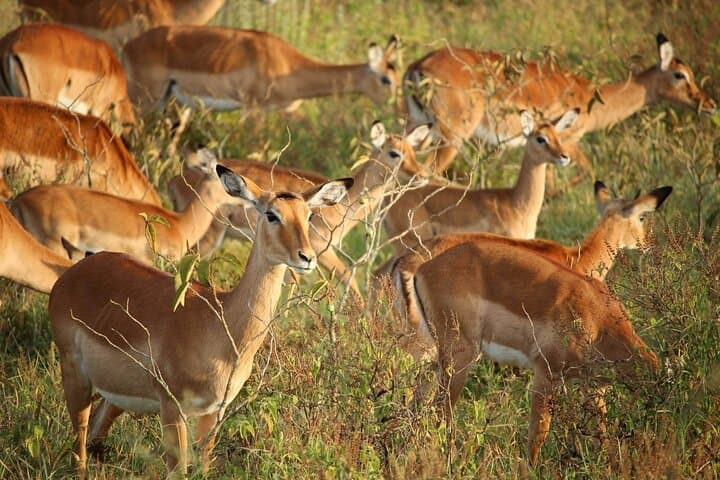 5 Days Kenya safari: Masai mara, lake Nakuru & Lake Naivasha