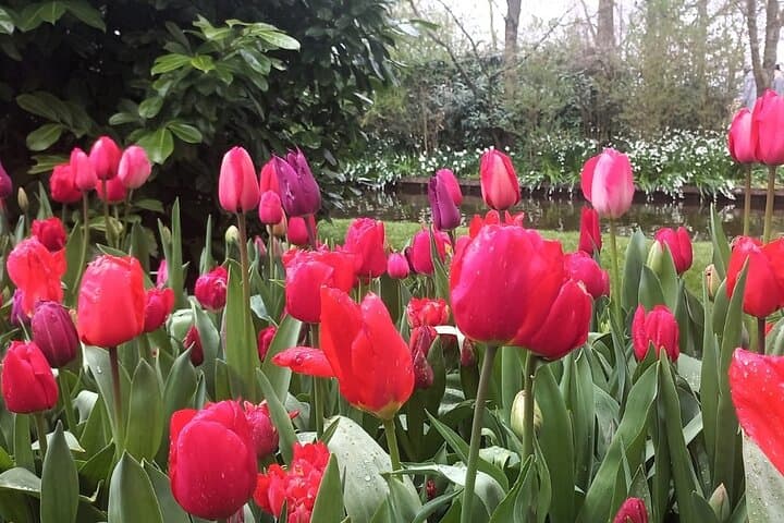 Keukenhof Gardens Day Trip from Amsterdam - Private & Custom Tour