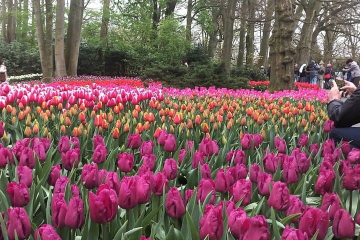 Keukenhof Gardens Day Trip from Amsterdam - Private & Custom Tour