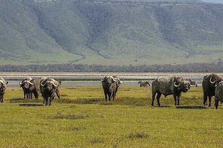 4 Day Ngorongoro Crater Tarangire and Serengeti National Park