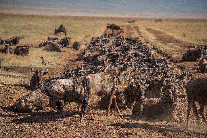 9 Day Tanzania Budget Camping Safari